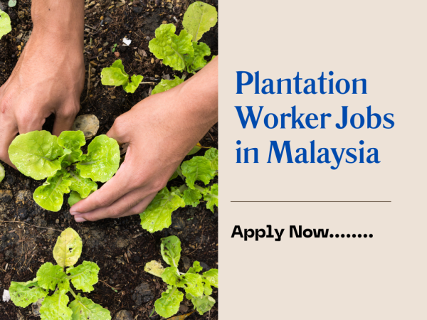 Plantation Worker Jobs in Malaysia
